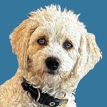 789_Petra's Katze Lilly.jpg