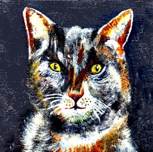 790_Petra's Katze Mitzi.jpg